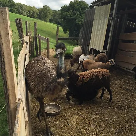 Nyaraló Zelai-eder *